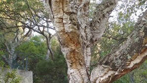 A tree with a twisted trunk next to a concrete staircase. - Moulin à vent 3429 villa (Les Issambres)