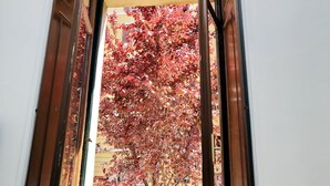 Blick durch ein Fenster mit Holzrahmen, der einen Baum mit roten Blättern und ein Gebäude im Hintergrund zeigt.