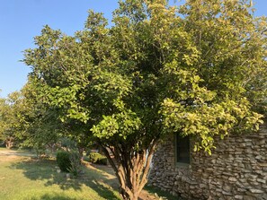 Property grounds - Serene, beautiful Hidden Gem In Hill Country Texas, Kid and Dog Friendly.  (Wimberley)