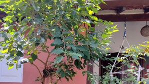 Un arbre en pot, orné de fleurs blanches, se trouve devant un bâtiment dont le mur est rouge et qui possède une porte.