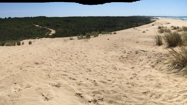 Ein Strand mit Dünen und vereinzelter Vegetation.