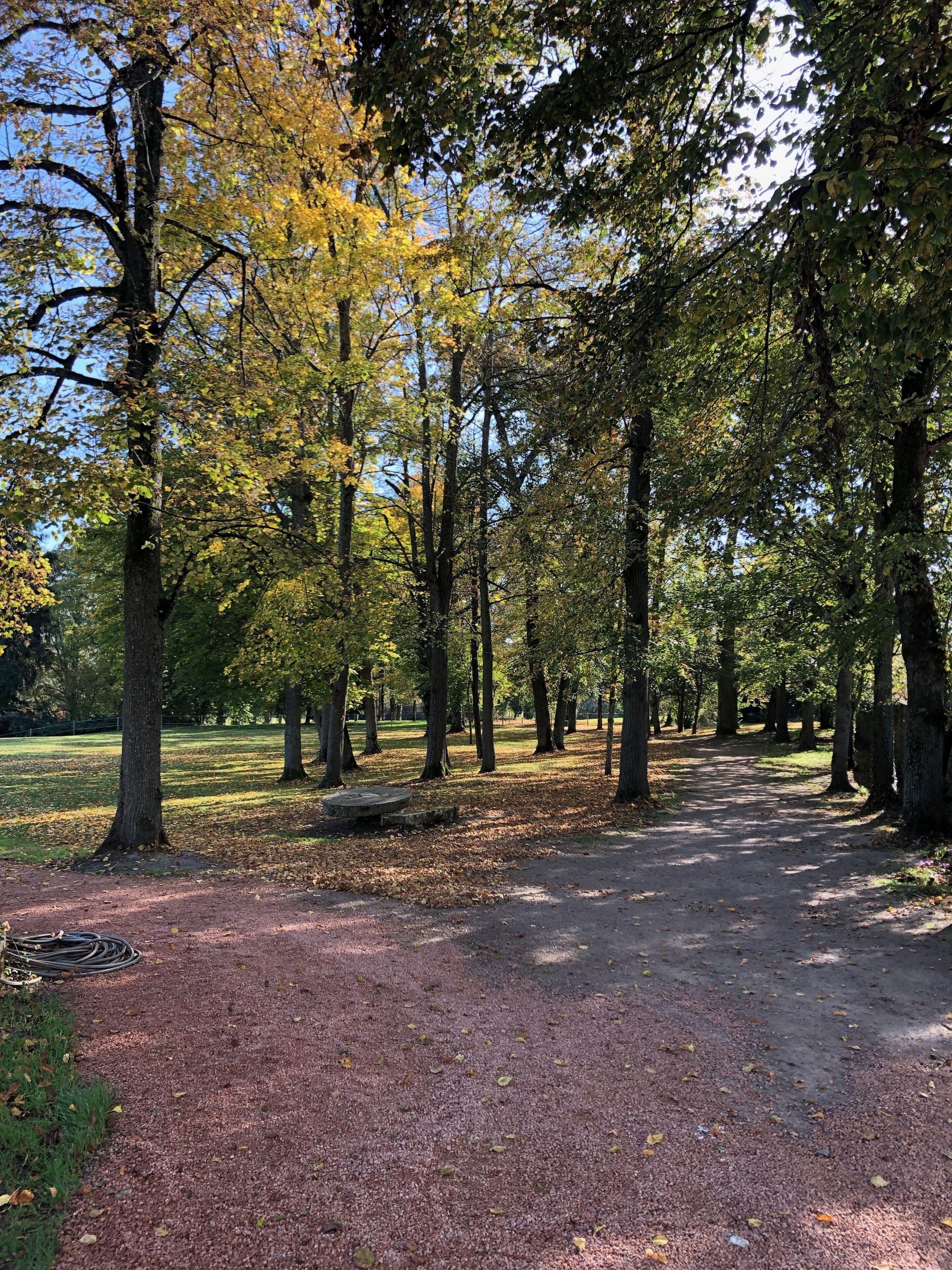 Un parc avec un sentier de terre, des arbres et une zone herbeuse.