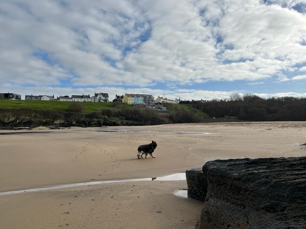 A beach with a dog walking on the sand, a rocky outcrop in the foreground, and houses in the background.