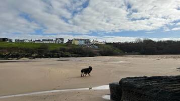 Une plage où un chien se promène sur le sable, un promontoire rocheux au premier plan et des maisons en arrière-plan.