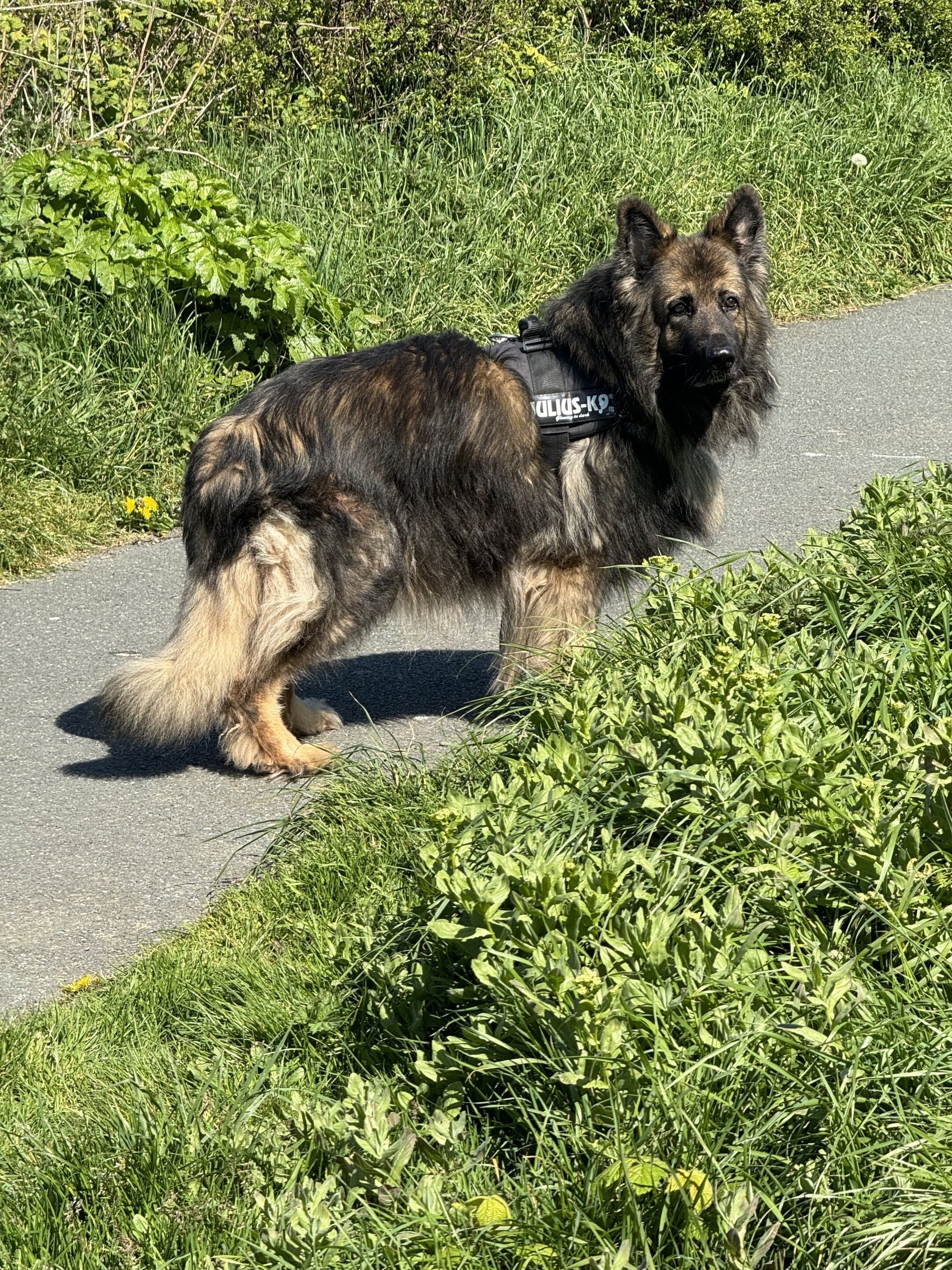 Um cão em um caminho pavimentado, cercado por vegetação.