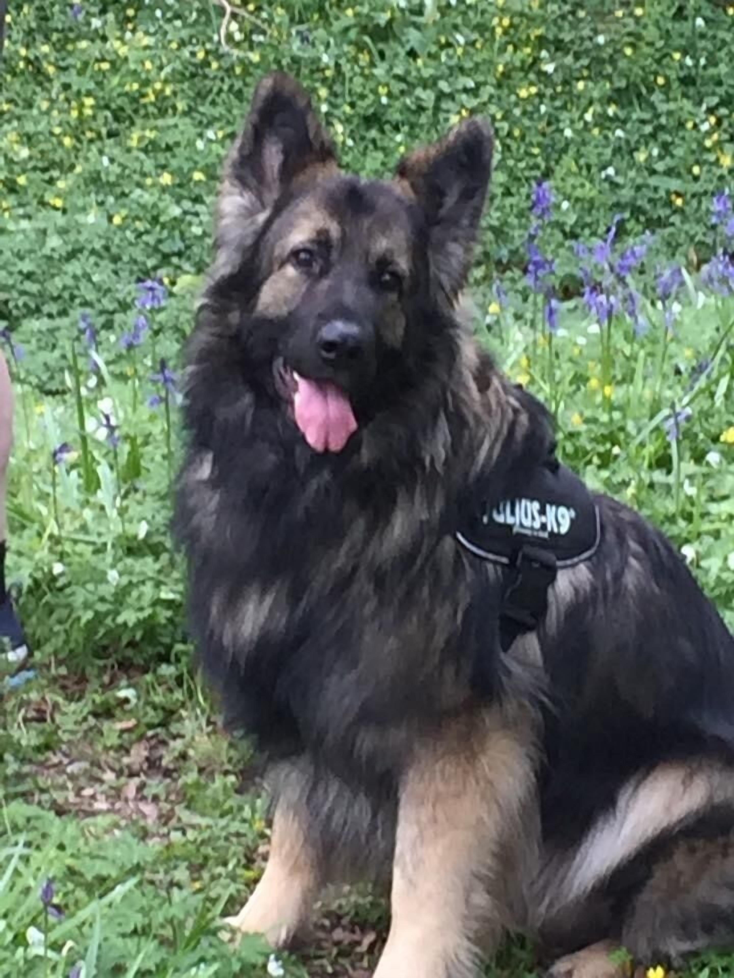 Ein großer, flauschiger Hund mit schwarz-braunem Fell sitzt in einer blühenden Wiese.