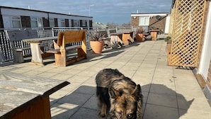 A rooftop terrace with a dog, wooden furniture, and potted plants. - Traeth Rooms (Cardigan)