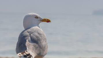 In Strandnähe, Liegestühle