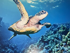 Une tortue de mer nageant près d’un récif corallien.