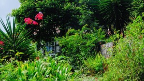 A garden with a variety of plants and a stone pathway. - Historic Saban cottage in Windwardside, all amenities only a 2 minute walk away! (Windward Side)