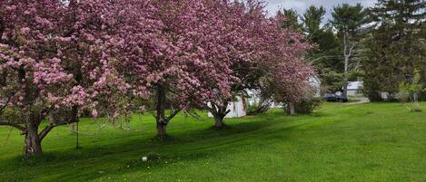 Terrain de lâhĂ©bergement
