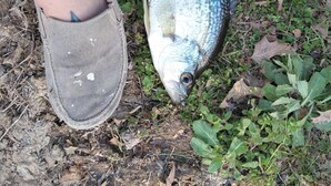 A person holding a fish on the ground. - Primitive campsites, pond, wildlife, campfires (West Frankfort)
