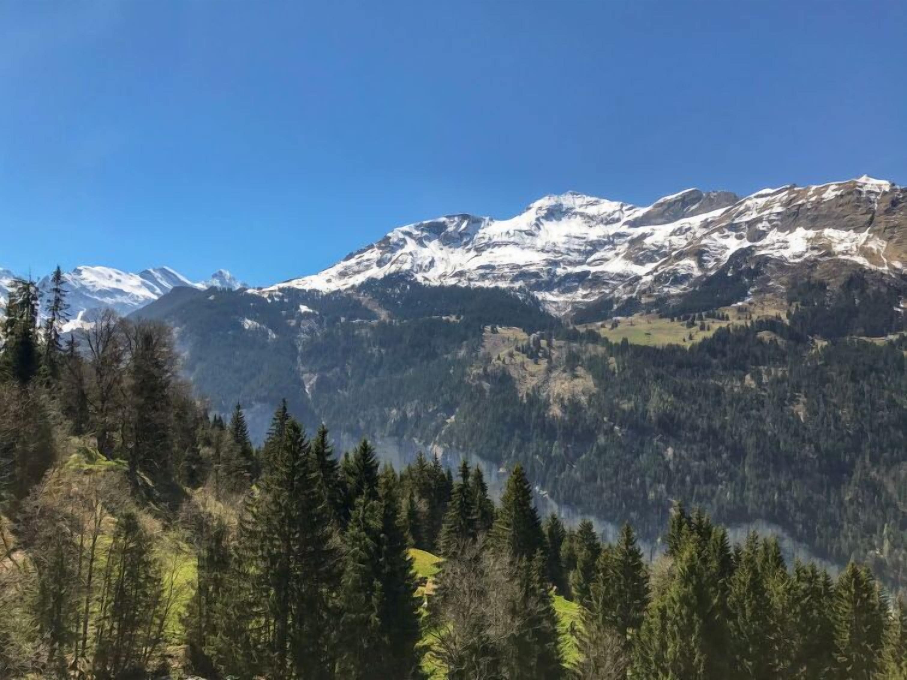 A mountain landscape with snow-capped peaks, dense forest, and a clear blue sky.