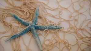 A starfish on a net.