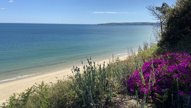 Una spiaggia con acqua cristallina, riva sabbiosa e fiori viola in primo piano.