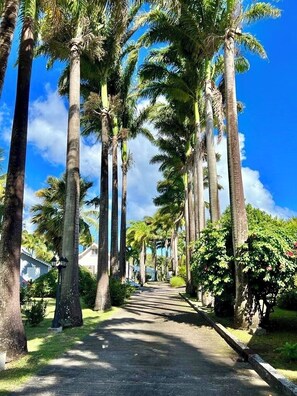 A pathway lined with tall palm trees, leading towards a building. - Villa Sisley, 4 p, private swimming pool, beach 100 m (Sainte Rose)