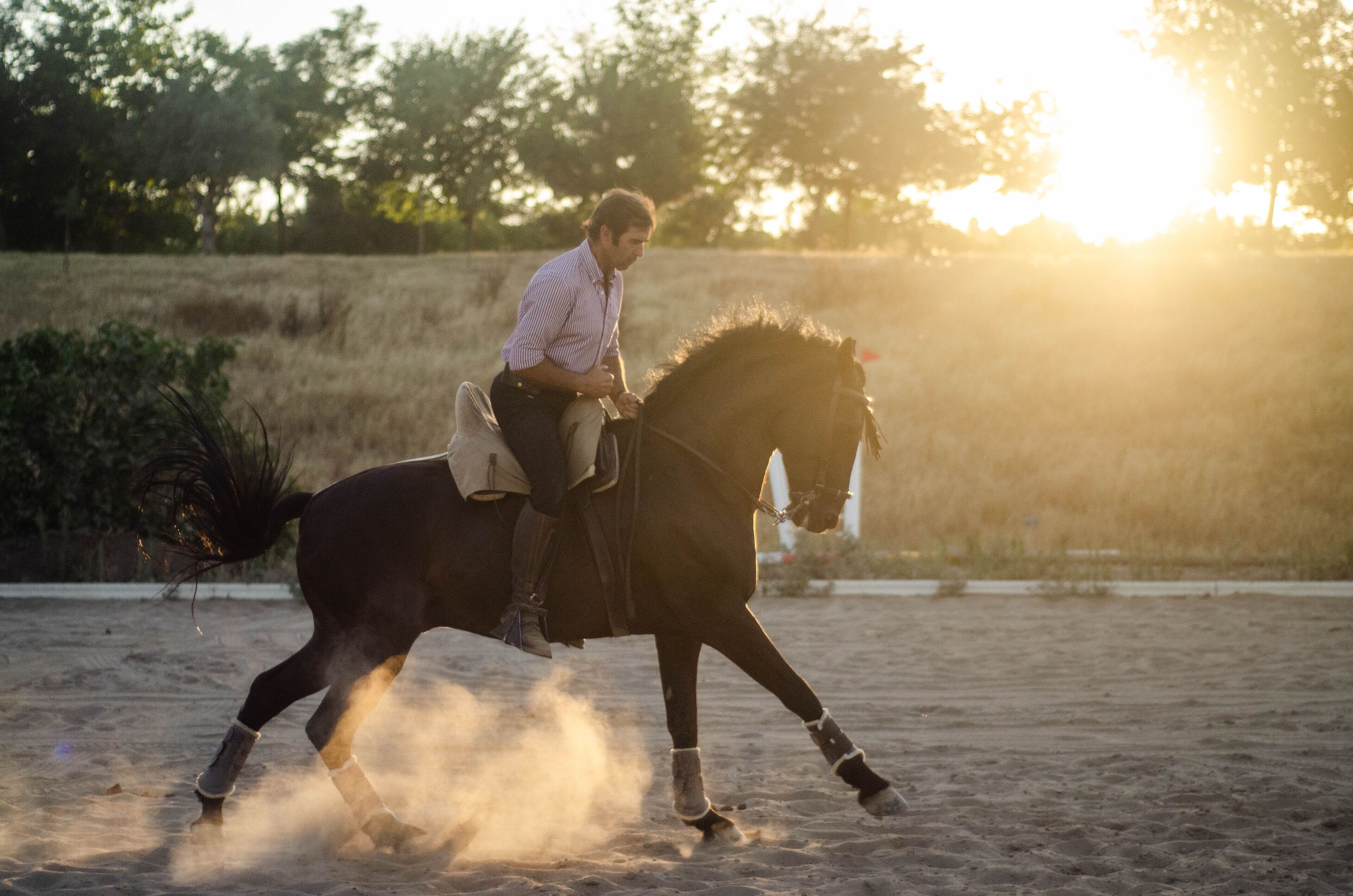Eine Person reitet ein Pferd in einer Sandbahn, im Hintergrund sind Bäume zu sehen.