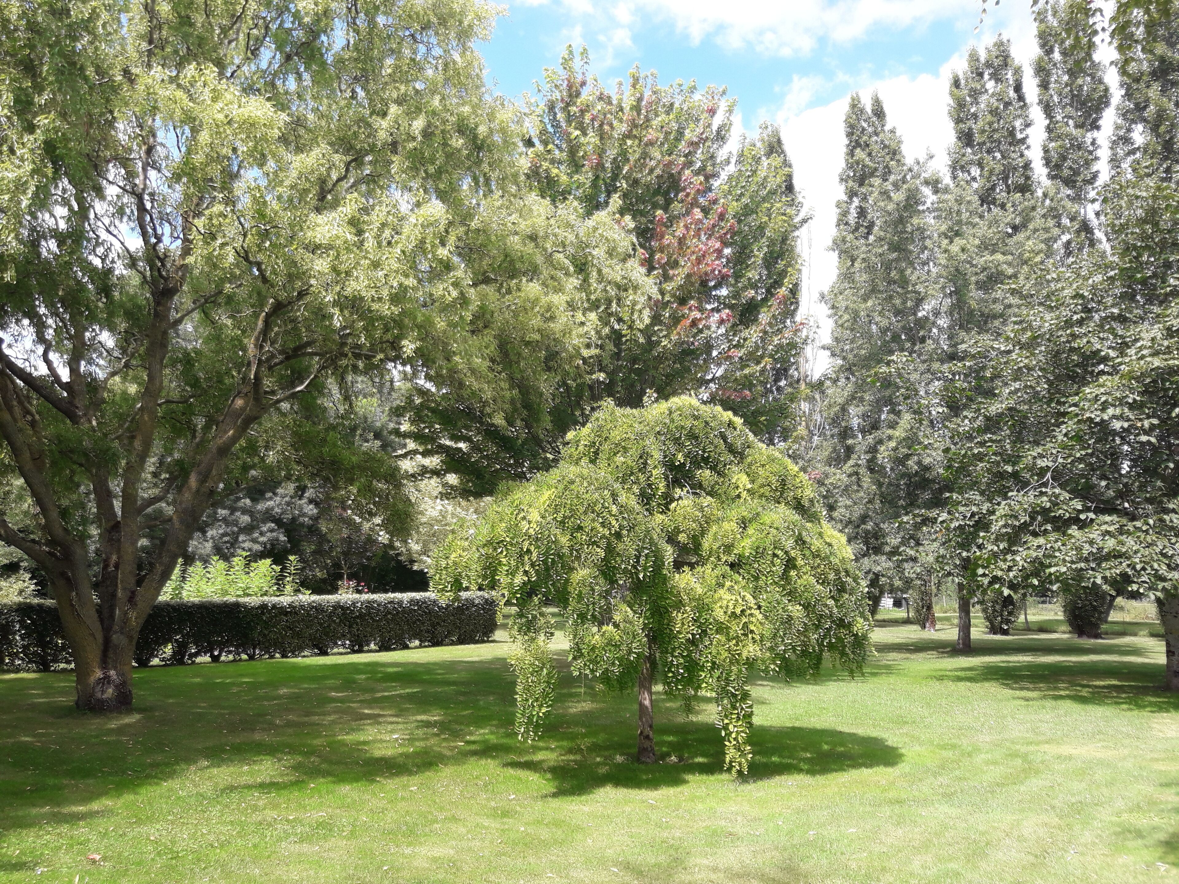 A well-maintained garden with various trees and a neatly trimmed hedge.