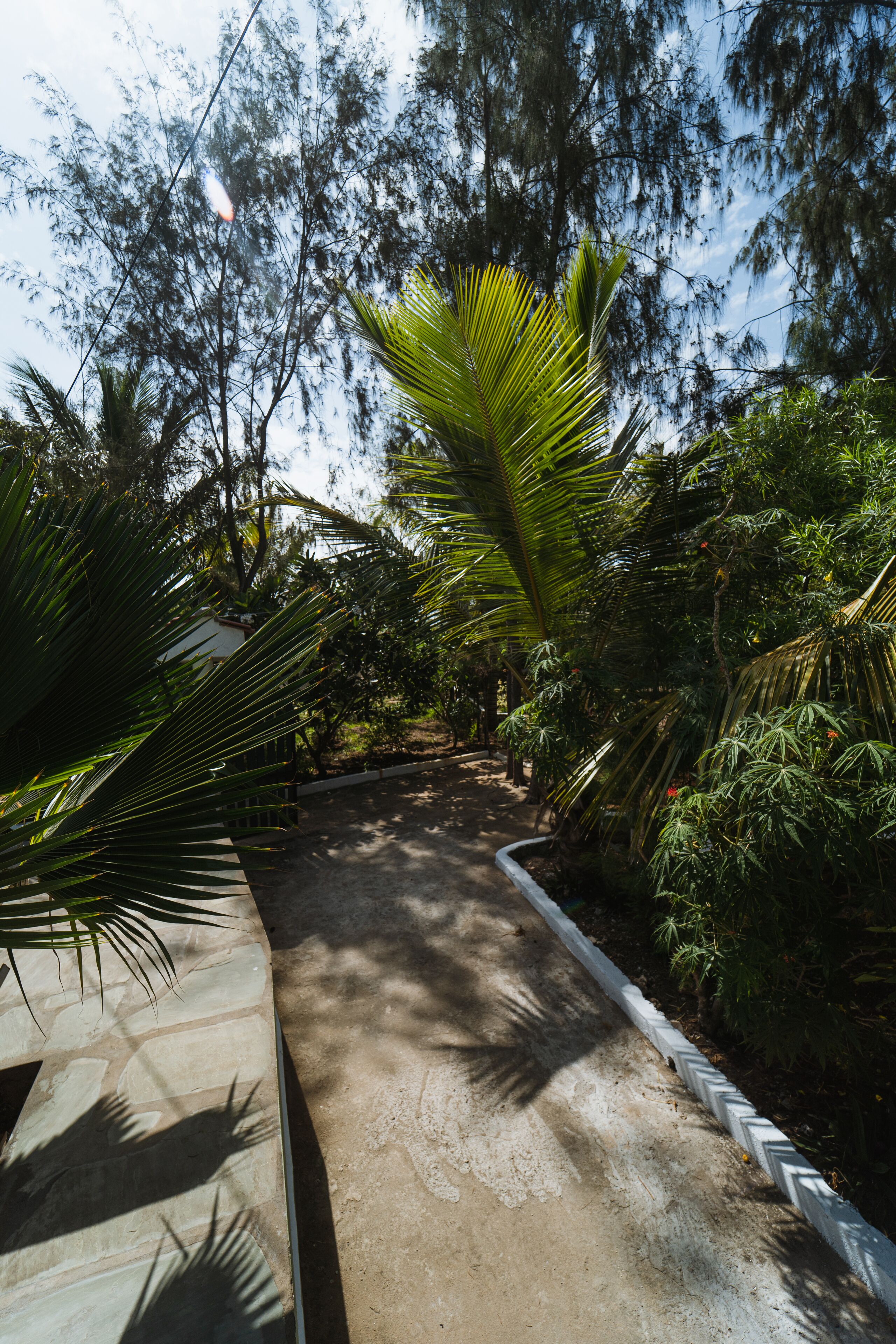 A pathway surrounded by lush greenery and tall trees.