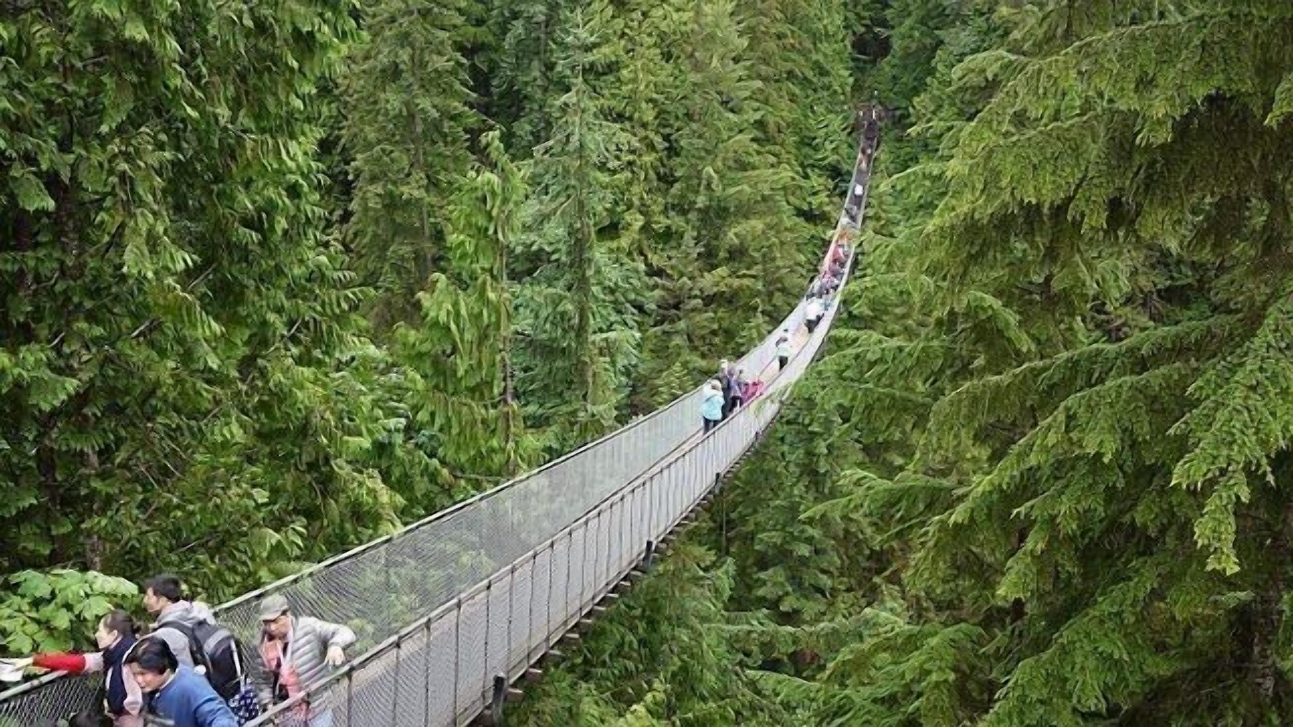 Un pont suspendu entouré d’une forêt dense.