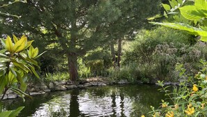 A pond surrounded by dense greenery and trees. - 6/8 person gîte with swimming pool and jacuzzi (Thésée)
