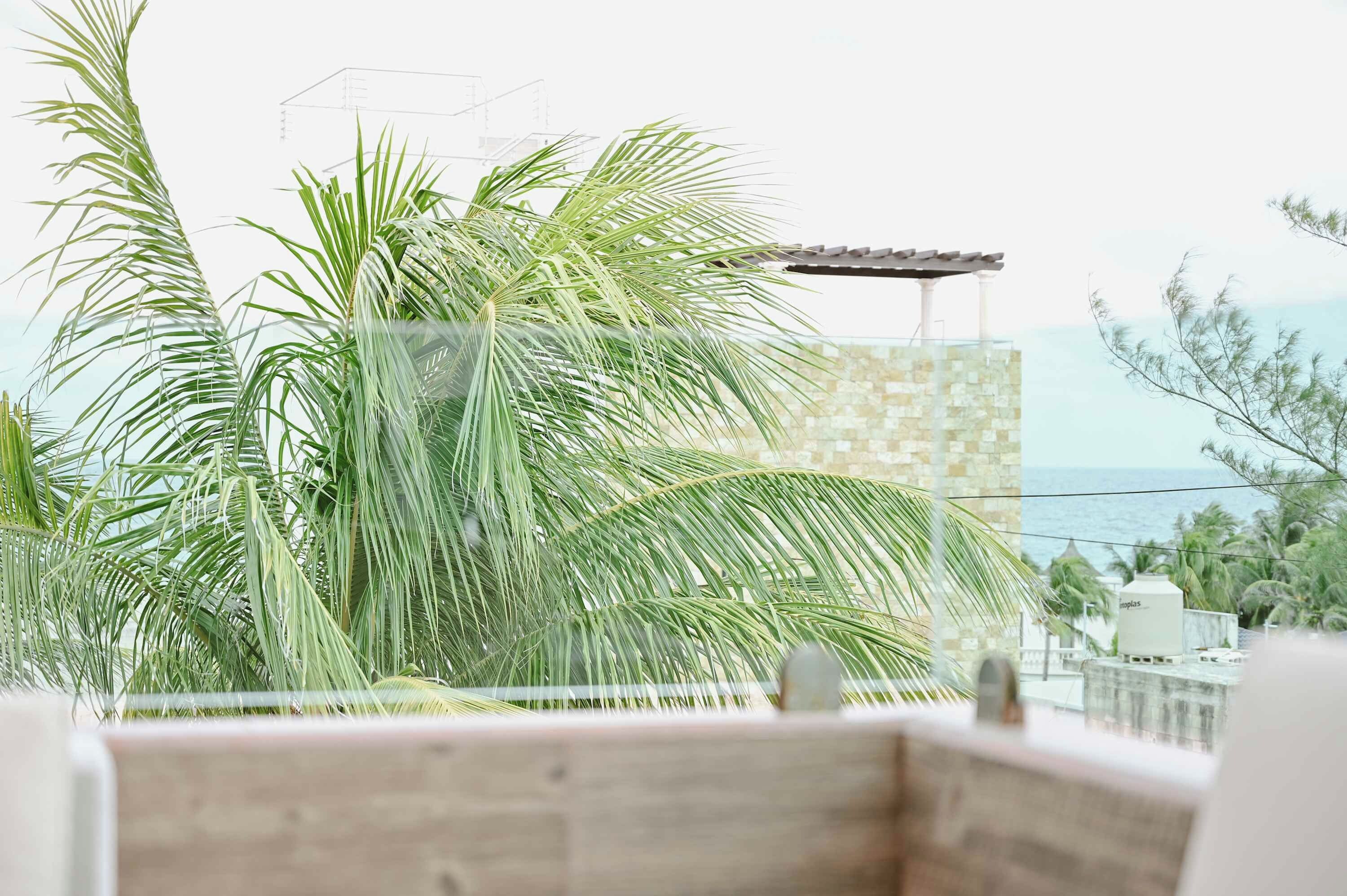 A view of a balcony with a stone wall and a palm tree.