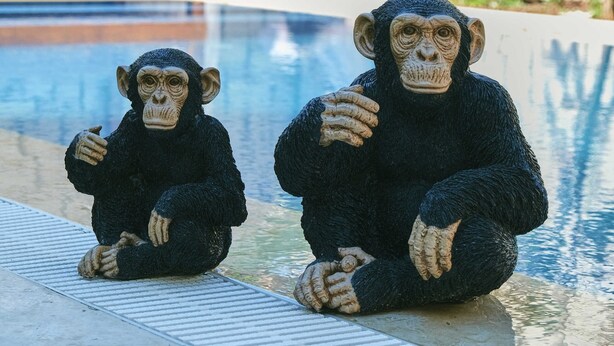 Duas estátuas de chimpanzés sentadas à beira da piscina.