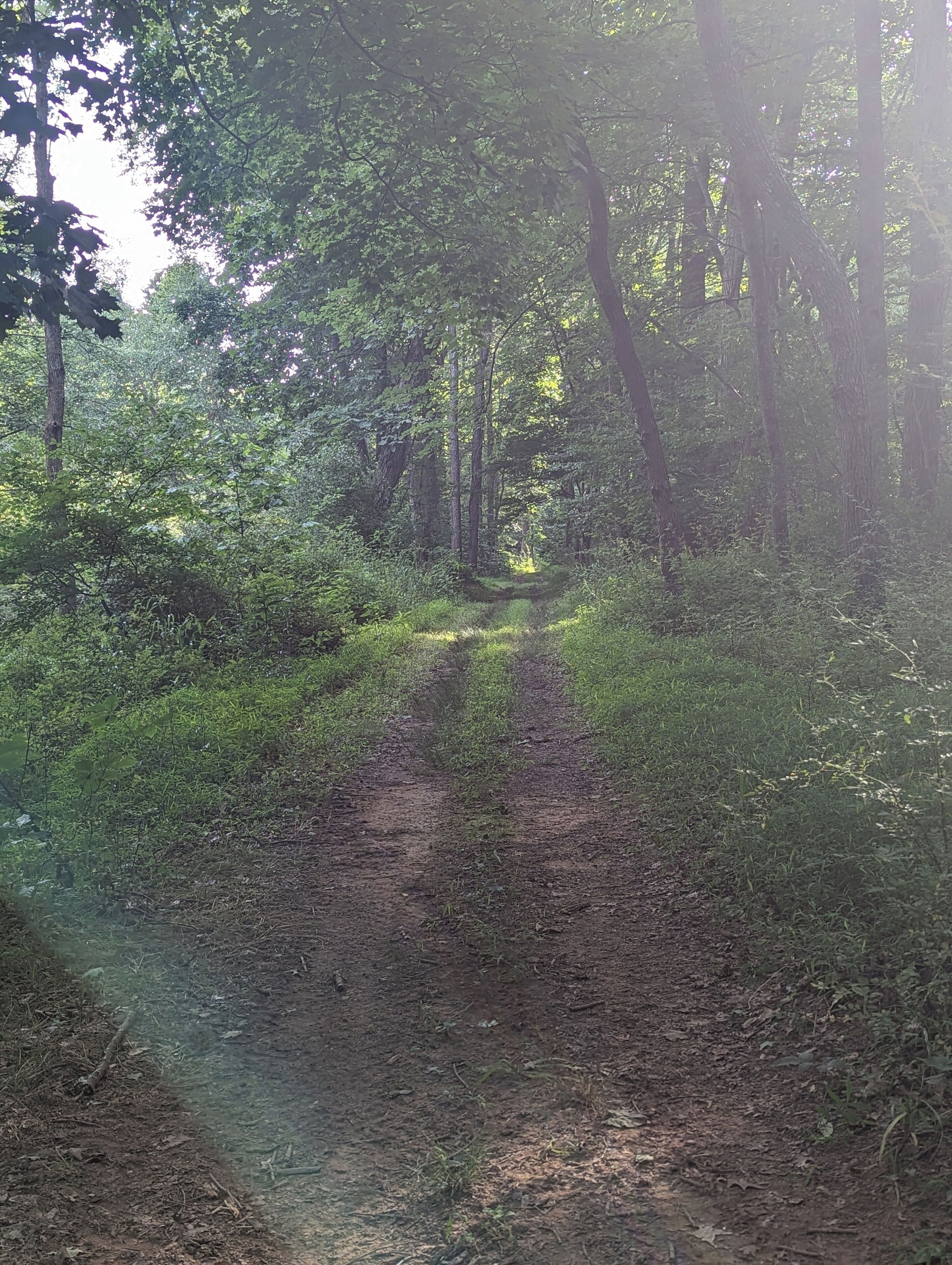 A forested area with a dirt path.