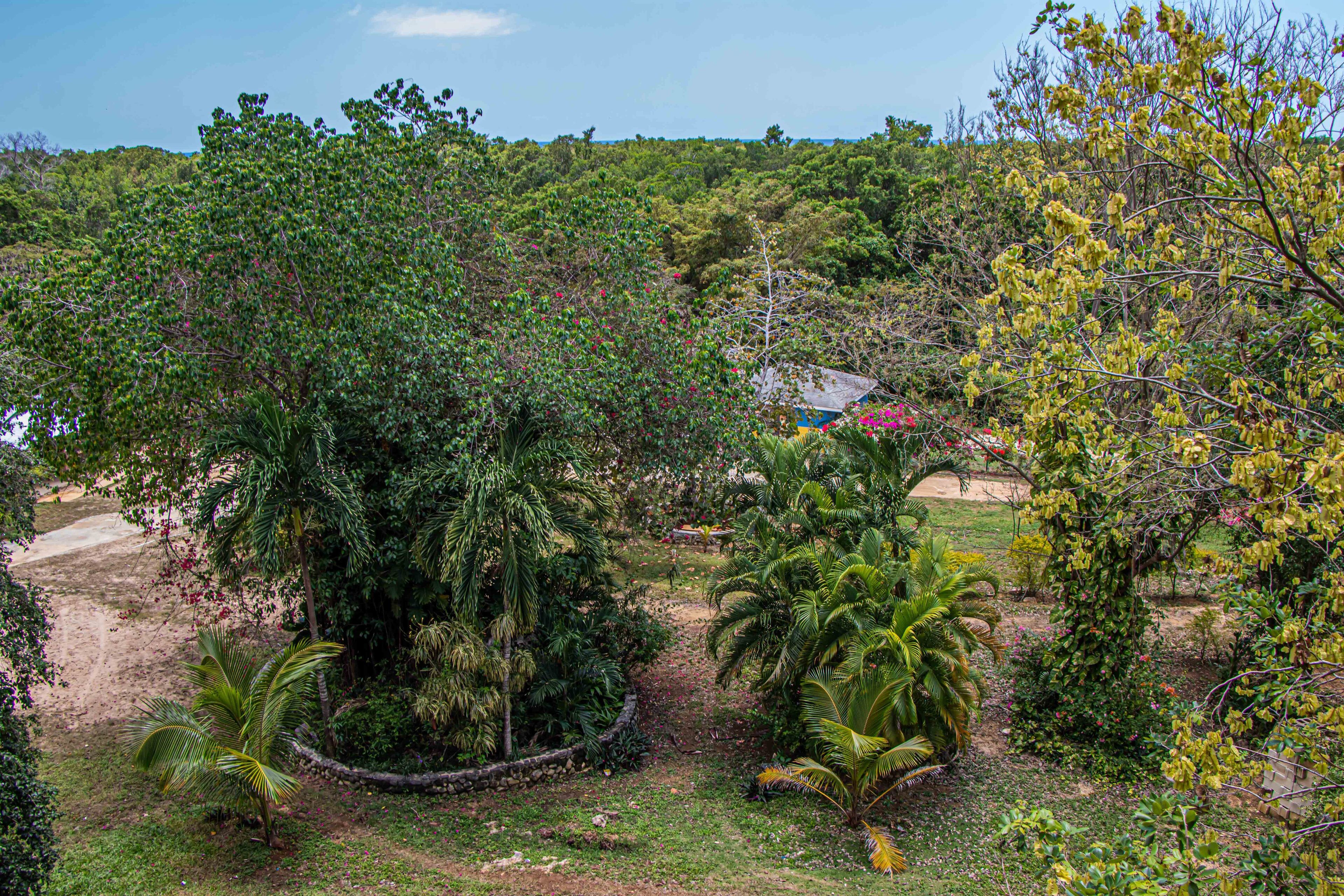 A lush garden with various tropical plants and a small structure in the background.
