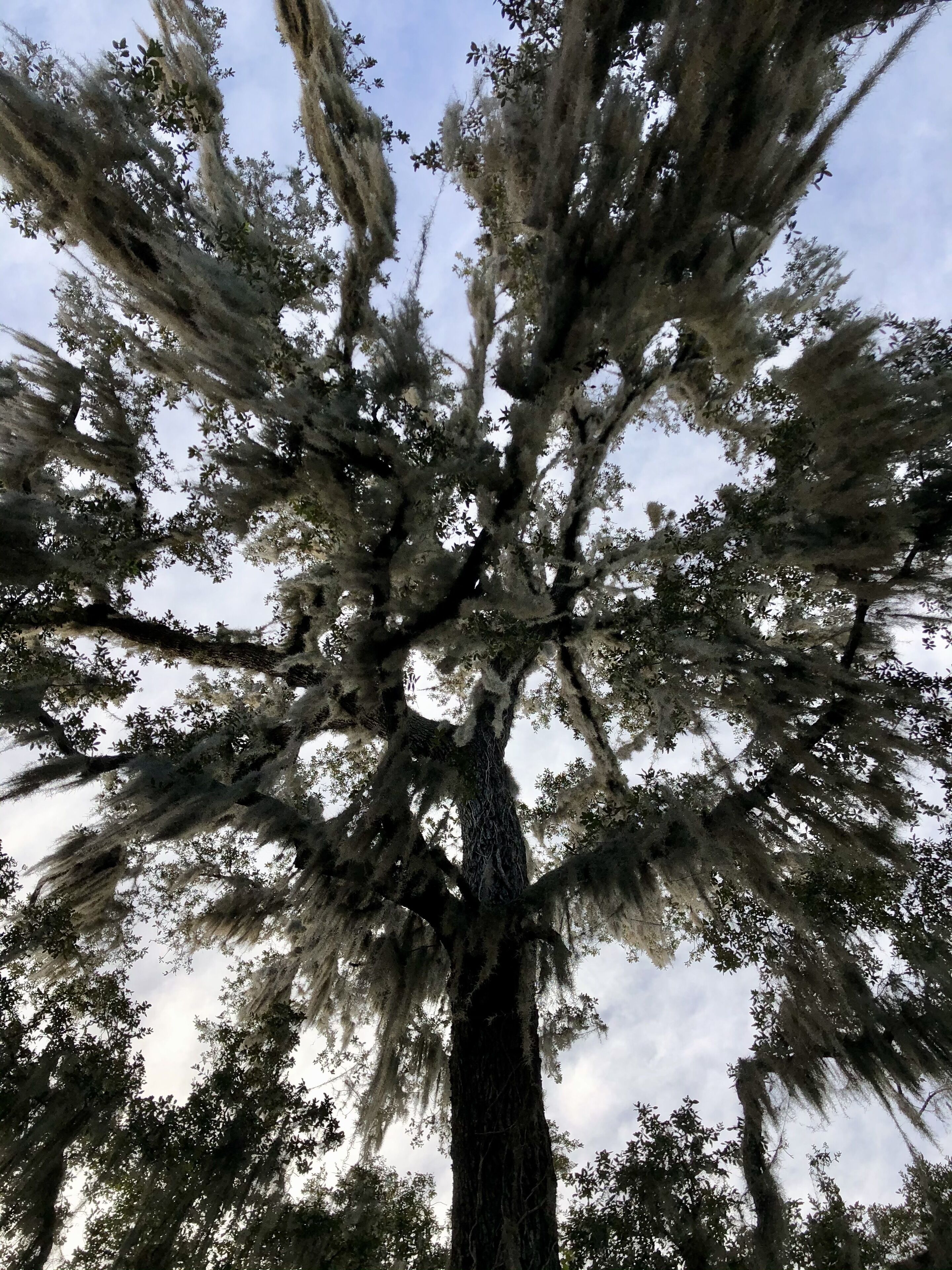 A large tree with extensive branches and moss hanging from the limbs.