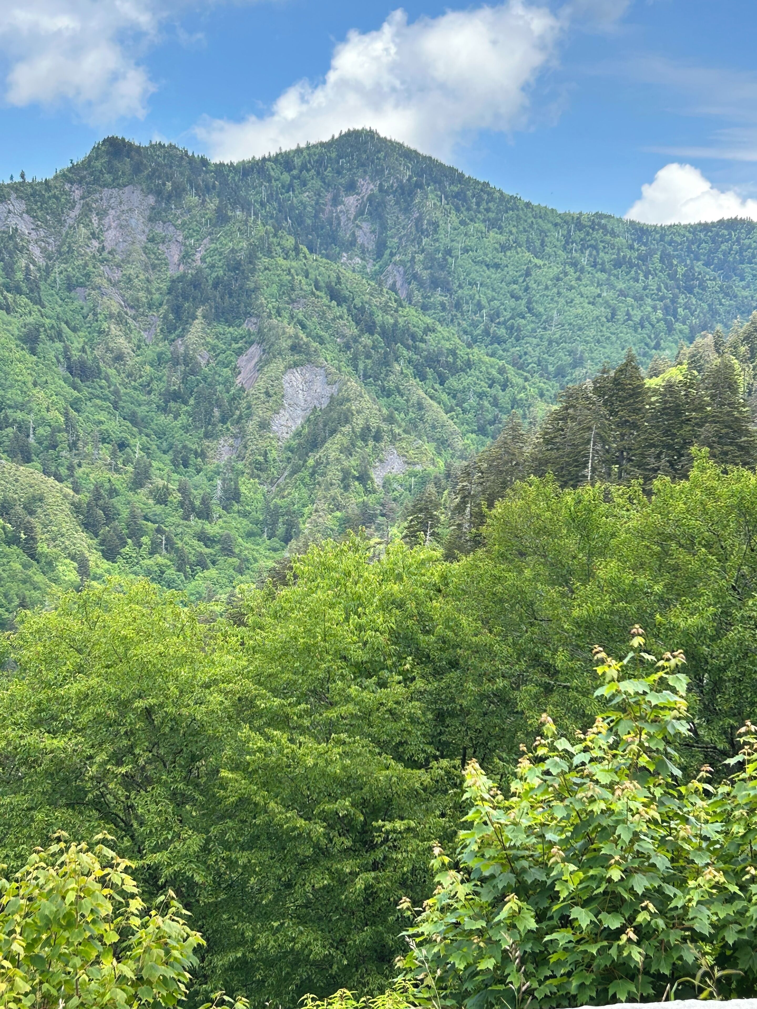 Un paysage montagneux caractérisé par un feuillage verdoyant et luxuriant et un ciel dégagé.