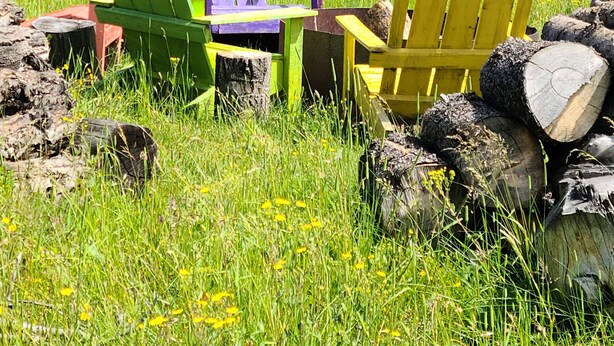A grassy field with colorful Adirondack chairs and a wooden bench. - Our Little Cabin, Life As It Should Be (Philipsburg)