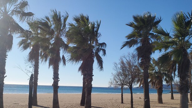 A beach with palm trees and a clear sky. - Port FREJUS 3 air-conditioned rooms 80m2 4 people near beaches and nature base (Fréjus)