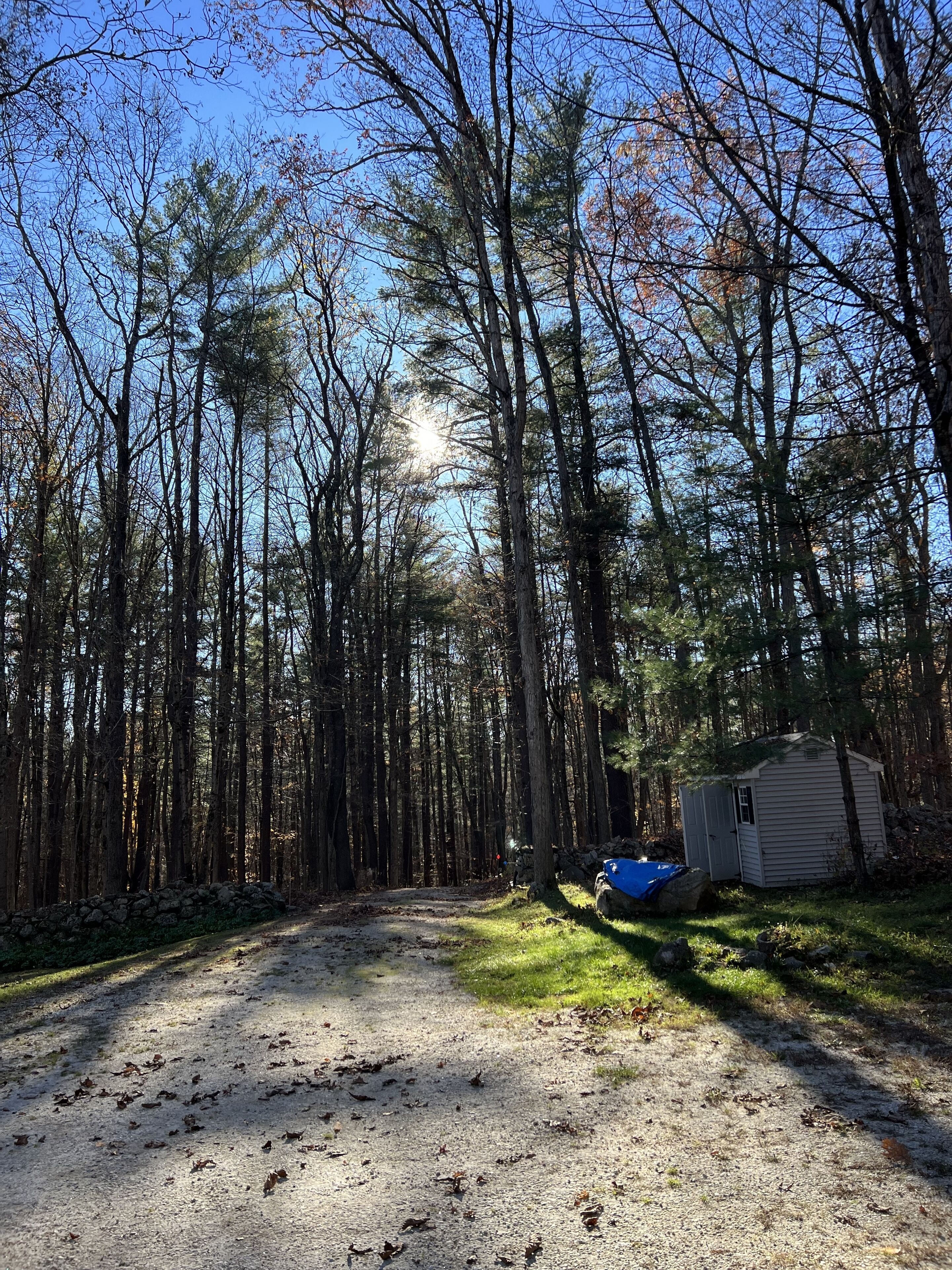A forested area with a gravel path leading to a small shed.