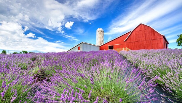 A red barn with a silo, surrounded by a field of lavender.