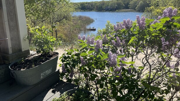 Vista di un lago con una barca, circondato da alberi e fiori viola.