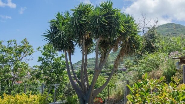 Un giardino con palme, un muro in pietra e un vialetto.