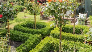 A garden with neatly trimmed hedges and rose bushes. - Bryn Offa Cottage (Holywell)