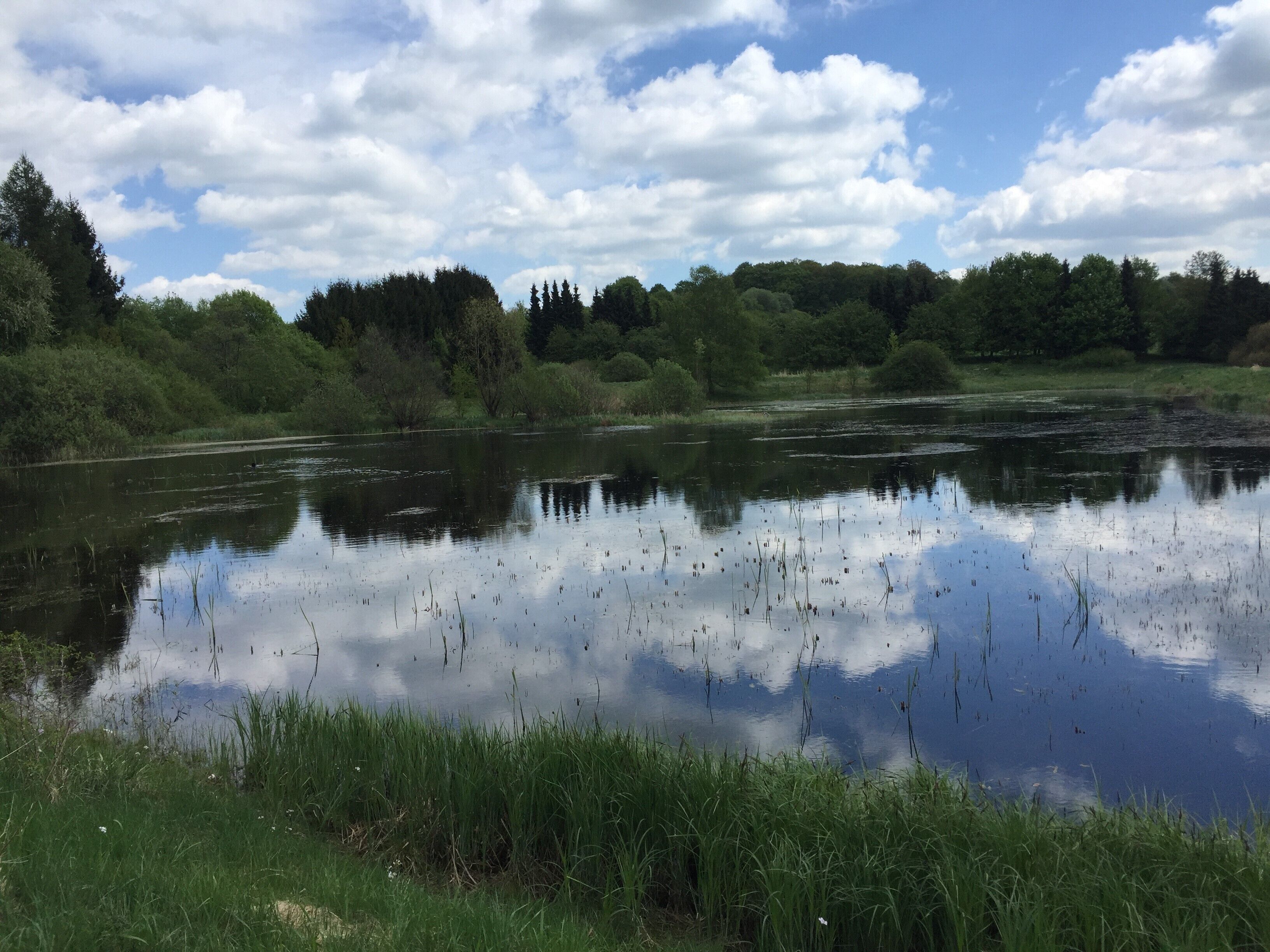 Un lago tranquilo rodeado de abundante vegetación y árboles.