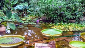 A pond with lily pads and a butterfly on a sign. - Haus der Schmetterlinge (Uslar)