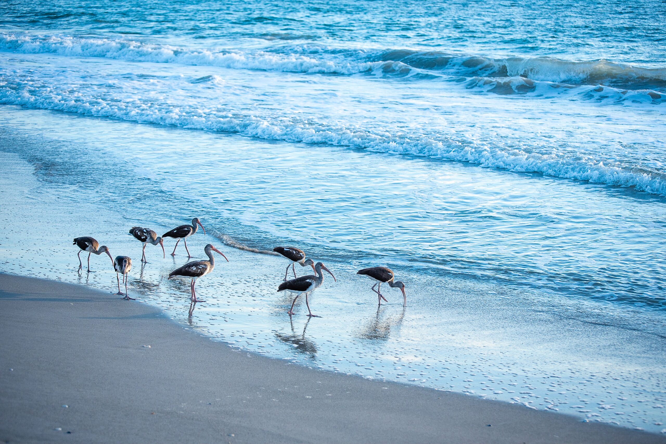 Ein Strand mit Vögeln, die im flachen Wasser stehen.