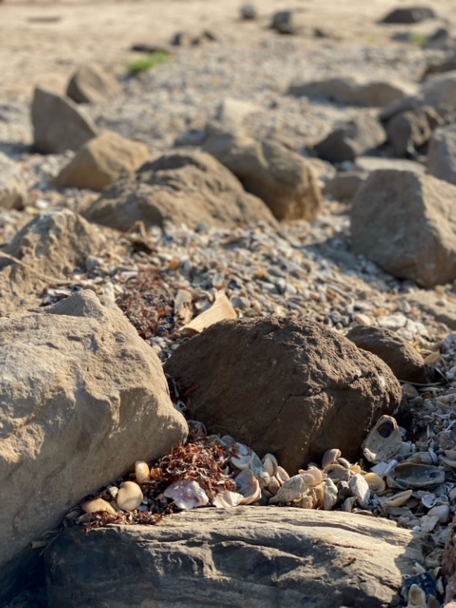 A rocky beach with large boulders and scattered shells.