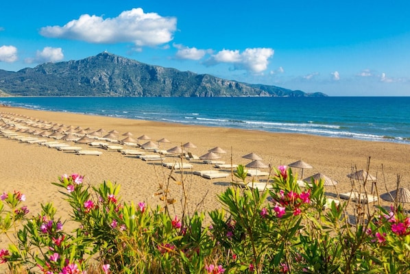 A beach with rows of sun loungers and umbrellas, a mountain in the background, and some pink flowers in the foreground.
