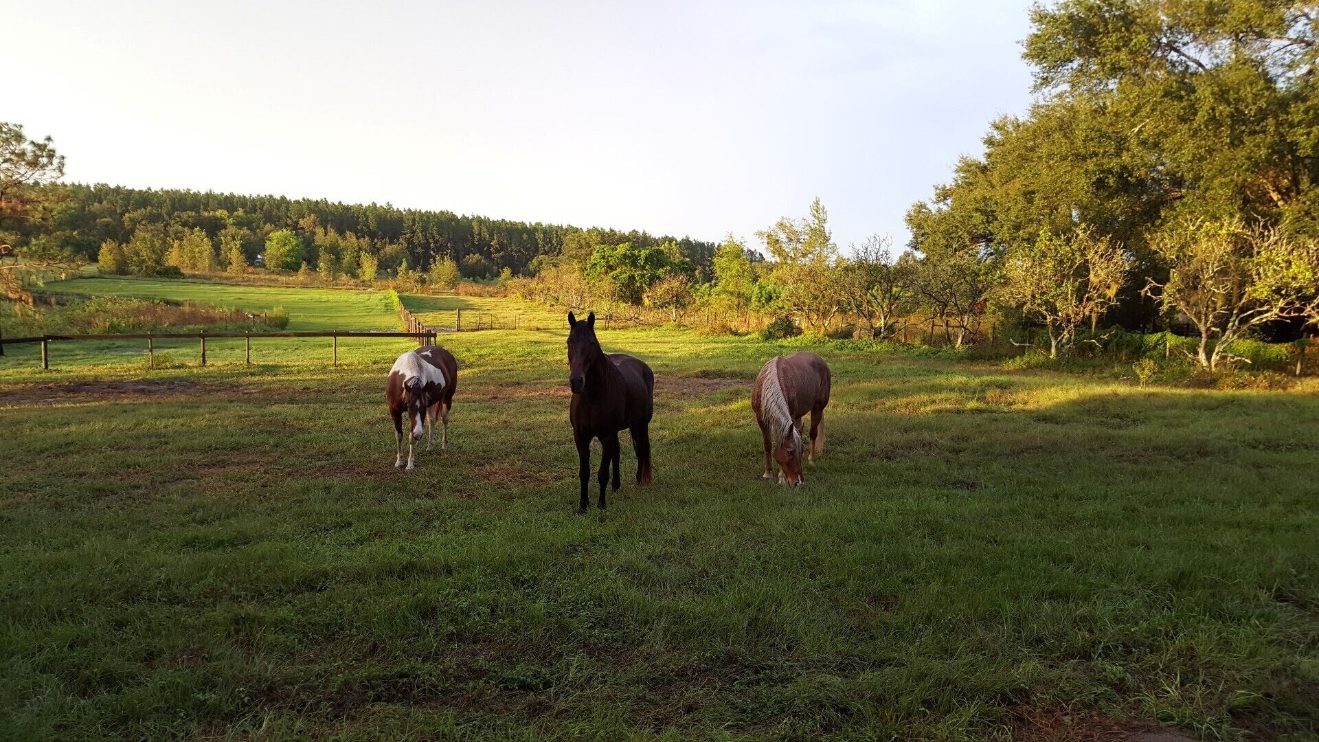  Stay in a Luxury tiny house with horses in your yard.  Private & tranquil 