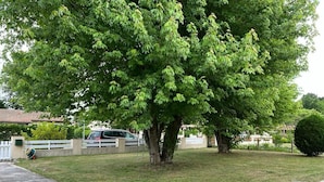 Un barrio residencial con un árbol grande al frente, una valla blanca y un coche estacionado al fondo.