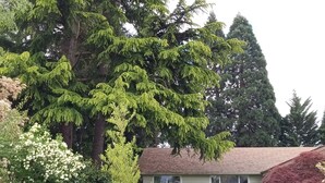 A house with a well-maintained lawn, large trees, and a clear sky. - Forest Home in quiet cul-de-sac (Eugene)