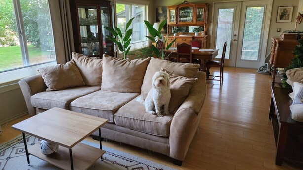 A living room with a beige sofa, a small table, and a white dog. There is a large window, a dining area with a wooden table and chairs, and a cabinet with glass doors. - Forest Home in quiet cul-de-sac (Eugene)