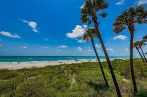 Ein Strand mit Palmen und blauem Himmel.