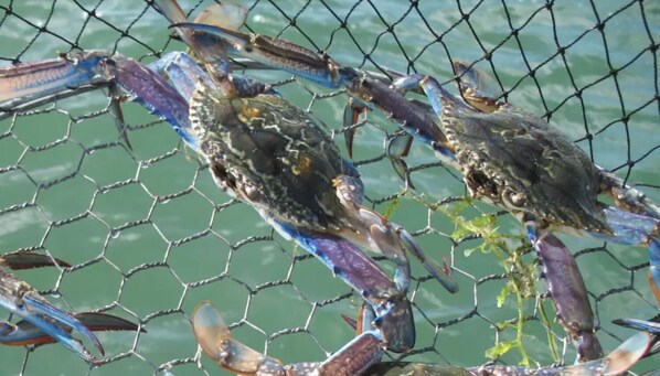 Two crabs behind a wire mesh. - Cambria Island - Couples Retreat (Halls Head)