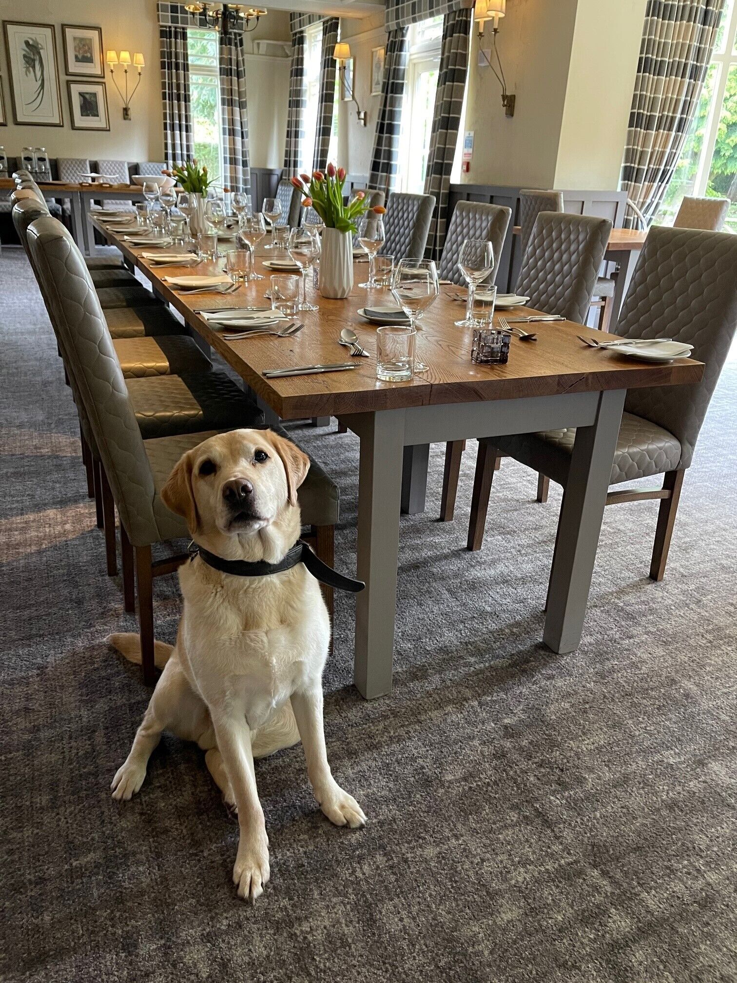 pet-friendly amenities